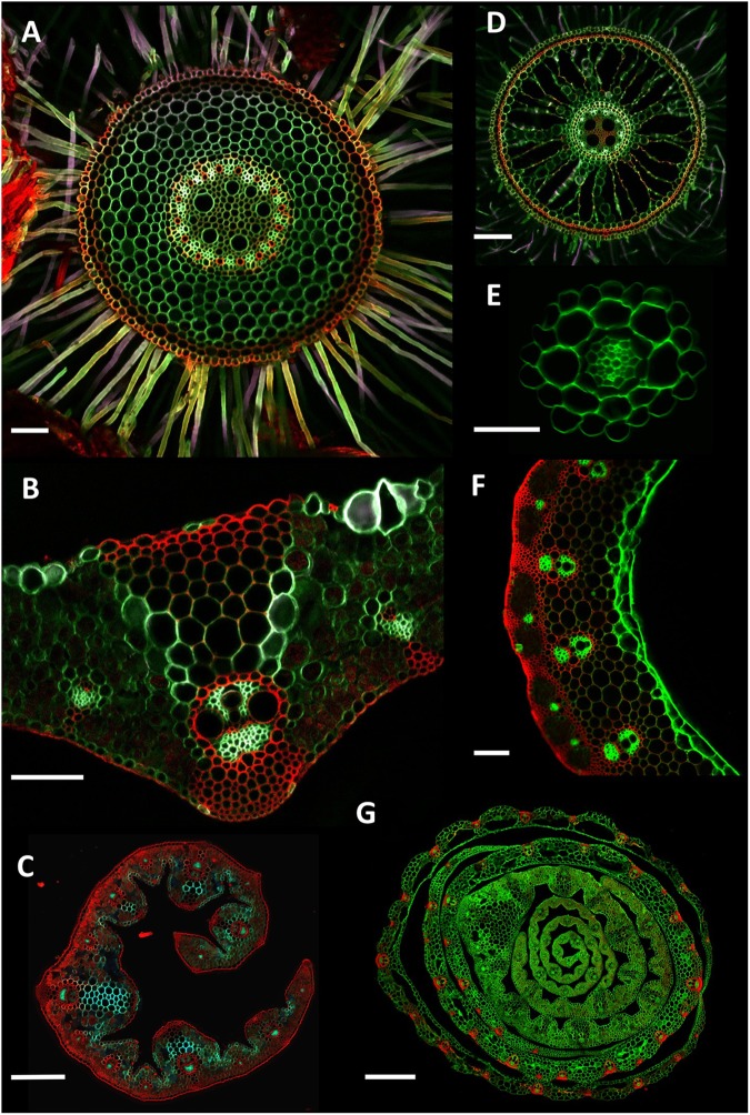 FIGURE 4