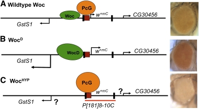 Figure 6 