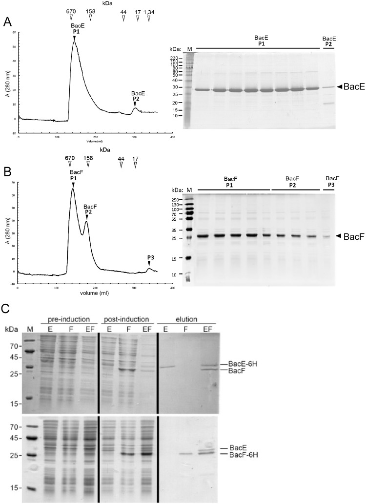 Fig 7