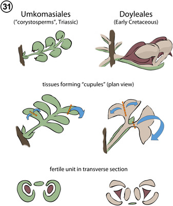 Figure 31