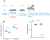 Fig. 1. Effects of larval hypoxia on adult body mass and survival in Drosophila melanogaster. (A) An outline of the experimental protocol for examining the effects of larval hypoxia on adult physiology in D. melanogaster. For all experiments, w1118 embryos were raised in normoxia. Upon hatching, they were transferred to food vials and kept in either normoxia or hypoxia (5% oxygen) for the duration of their larval period. The animals were then kept in normoxia throughout pupal development until they emerged as adults. Mated, 1-week-old adults were assayed for changes in their starvation stress survival, lifespan, gene expression and metabolite levels. (B) Male and female adult body masses from the normoxic and hypoxic groups. (C) Survival to adulthood of animals from the normoxic and hypoxic groups. Data were calculated as the percentage of eclosed adults from each group. Data are presented as box plots (25%, median and 75% values), with error bars indicating the minimum and maximum values, and individual data points shown as dots. *P<0.05; n.s., not significant; Student’s t-test.
