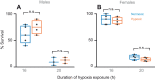 Fig. 2. Larval hypoxia has no effect on adult tolerance to hypoxia in D. melanogaster. (A,B) Hypoxia (1% oxygen) survival graphs for male (A) and female (B) adult Drosophila that had been exposed to either normoxia (blue lines) or hypoxia (brown lines) as larvae. Survival was measured after exposing adult animals to either a 16 h or 20 h hypoxia exposure. Data are presented as box plots (25%, median and 75% values), with error bars indicating the minimum and maximum values, and individual data points shown as dots. n.s., not significant; Student’s t-test.