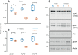 Fig. 4. Larval hypoxia leads to altered adult insulin and TOR signaling in D. melanogaster. (A,B) Levels of dILP mRNAs were measured by qRT-PCR in mated adult males (A) and females (B) after they had been exposed to either normoxia (blue plots) or hypoxia (brown plots) as larvae. Data are presented as box plots (25%, median and 75% values), with error bars indicating the minimum and maximum values, and individual data points shown as dots. *P<0.05; Student’s t-test. (C) Western blot analysis of phosphorylated Akt (pAkt; threonine 342 and serine 505), total Akt, phosphorylated S6K (pS6K) and total Actin (loading control), in lysates from mated adult flies after they had been exposed to either normoxia (N) or hypoxia (H) as larvae.
