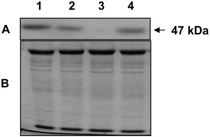 Figure 11.