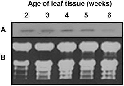 Figure 5.