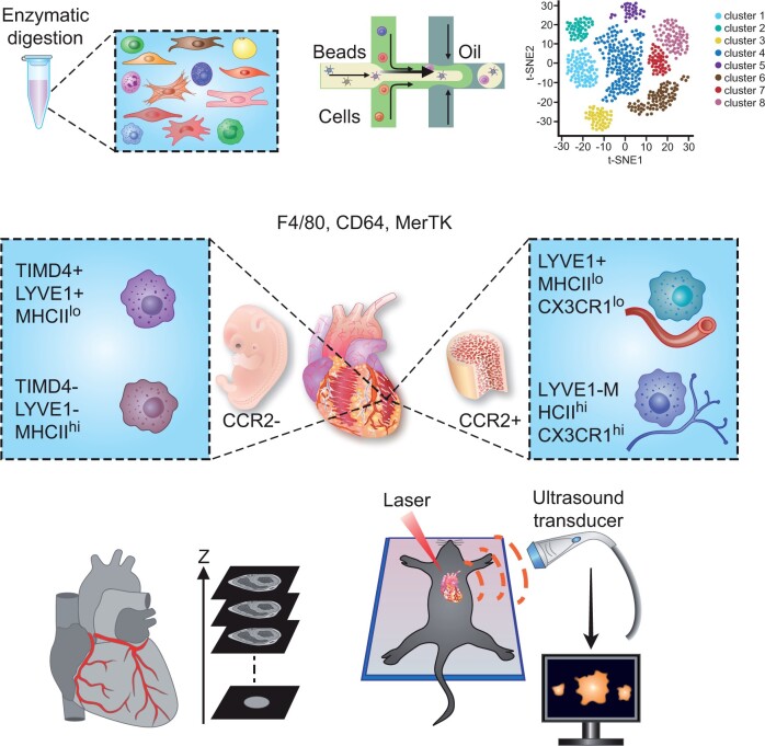 Graphical Abstract