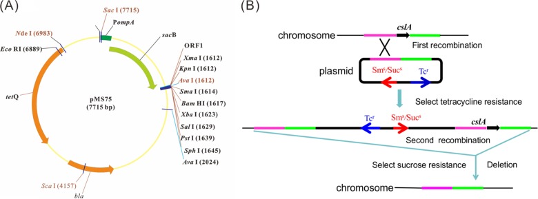 FIG 1