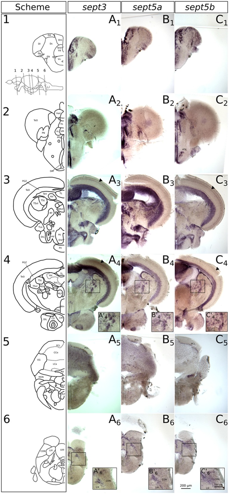 Figure 7