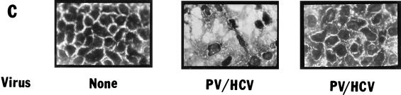 FIG. 7C
