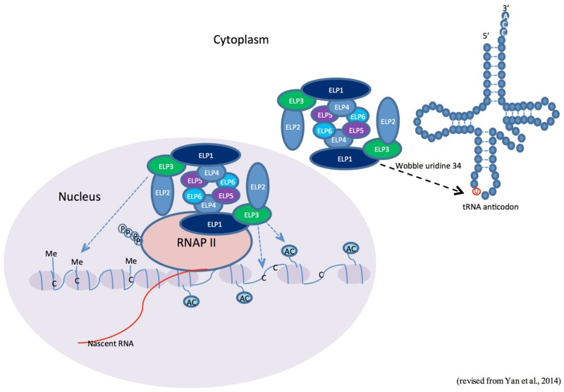 FIGURE 1