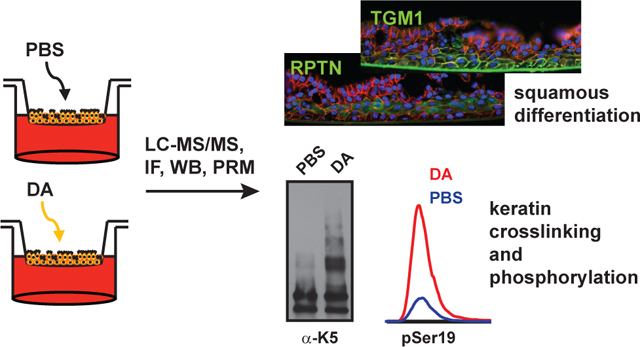 graphic file with name nihms-1754562-f0007.jpg