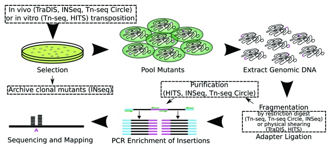 graphic file with name rna-10-1161-g1.jpg