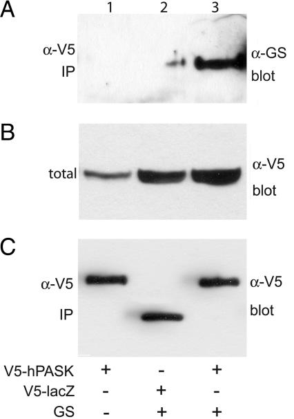 Control of mammalian glycogen synthase by PAS kinase - PMC