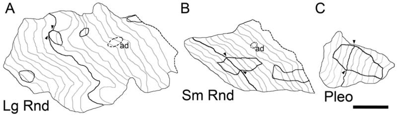 Fig. 6