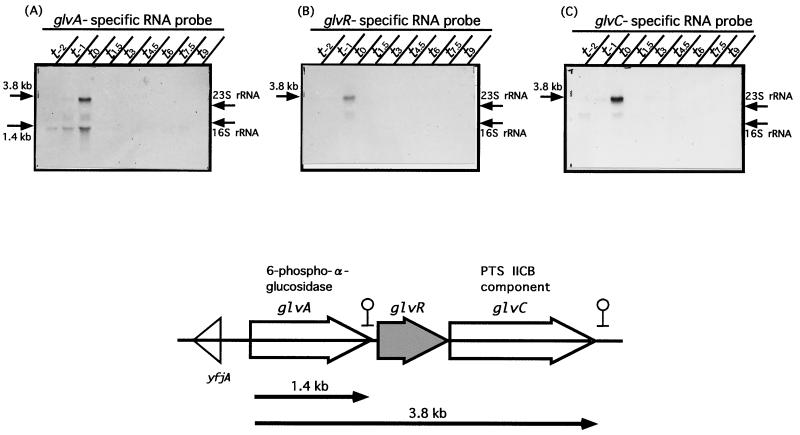 FIG. 1