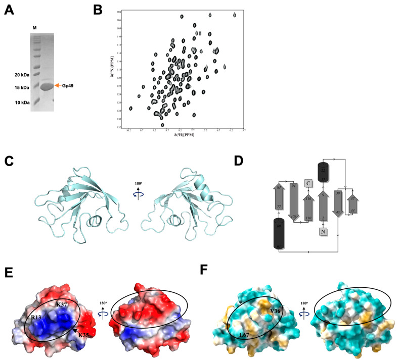 Phage SPO1 Protein Gp49 Is a Novel RNA Binding Protein That Is Involved ...