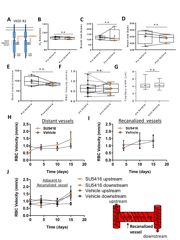 Figure 5—figure supplement 2.