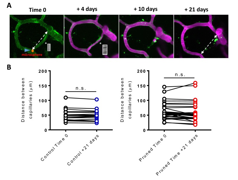 Figure 2—figure supplement 1.