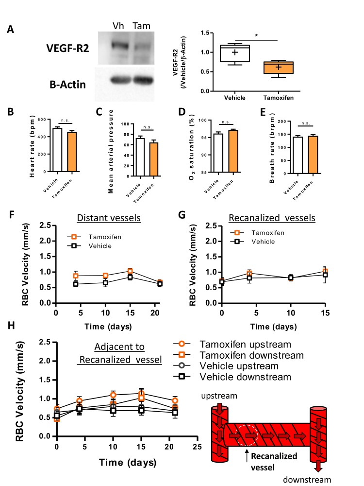 Figure 5—figure supplement 1.