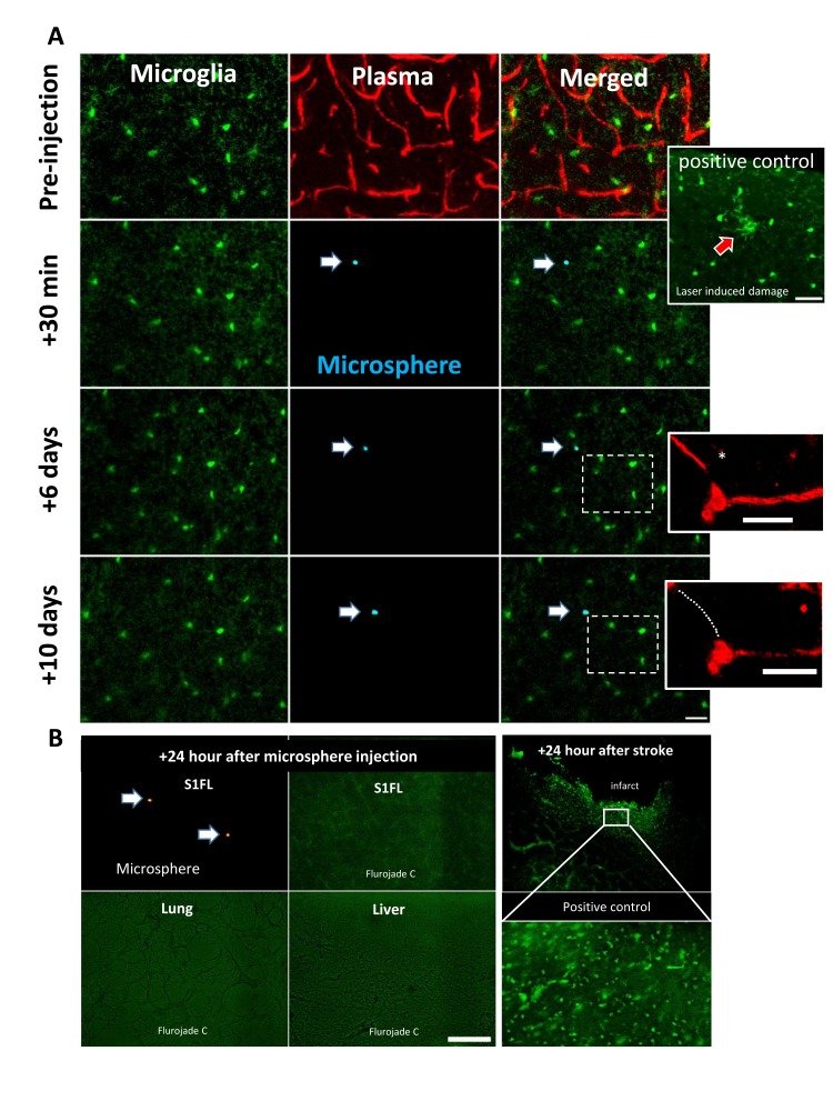 Figure 1—figure supplement 3.