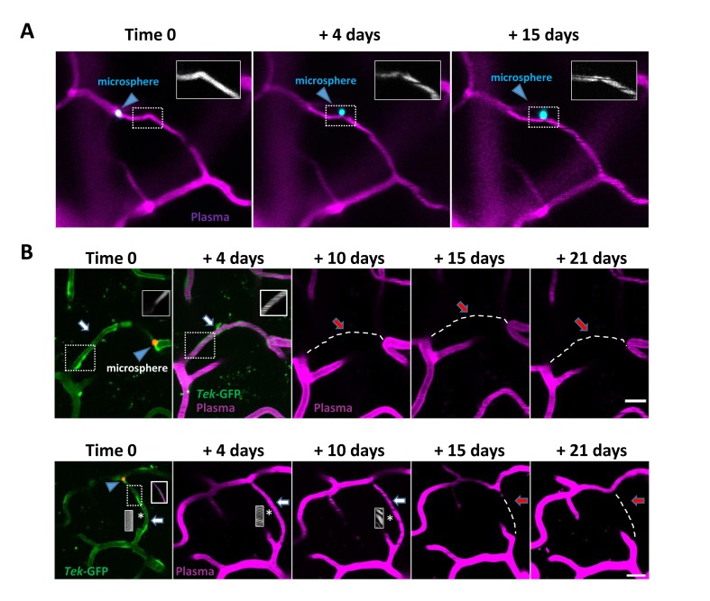 Figure 2—figure supplement 2.