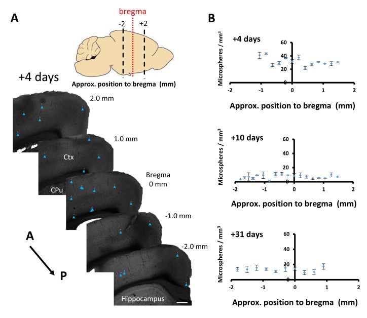 Figure 1—figure supplement 4.