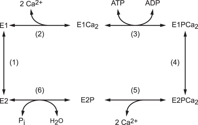 FIGURE 1.