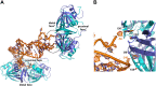 Figure 6—figure supplement 1.