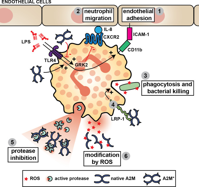 Figure 4