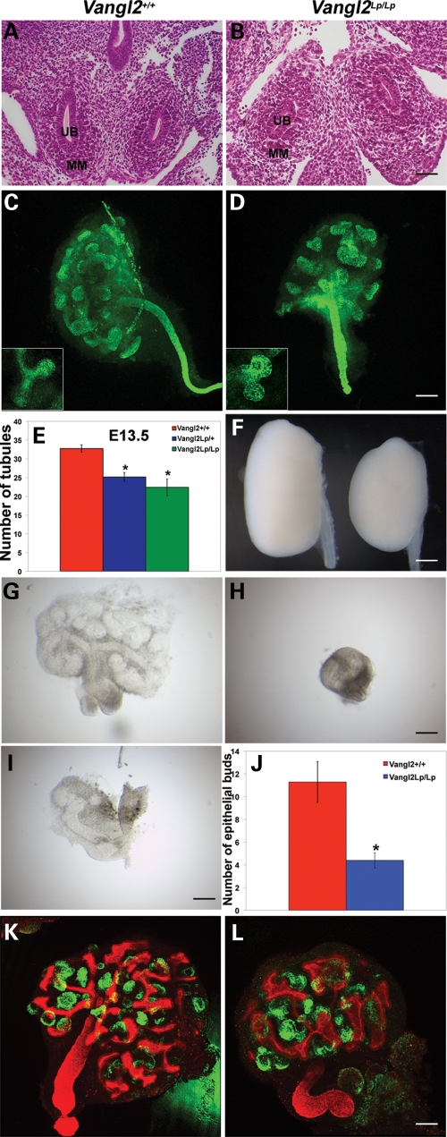 Figure 1.