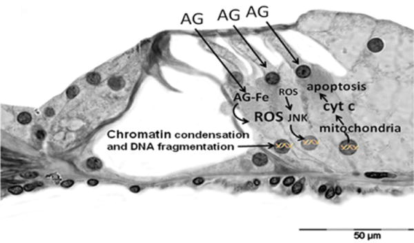 Fig. 2