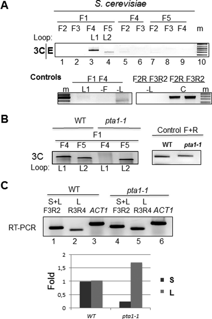 FIGURE 4.