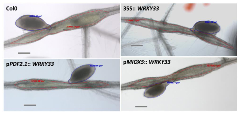 Figure 5