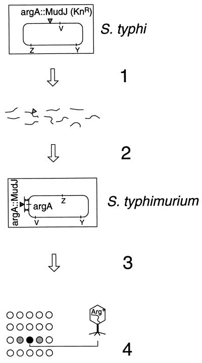 FIG. 1