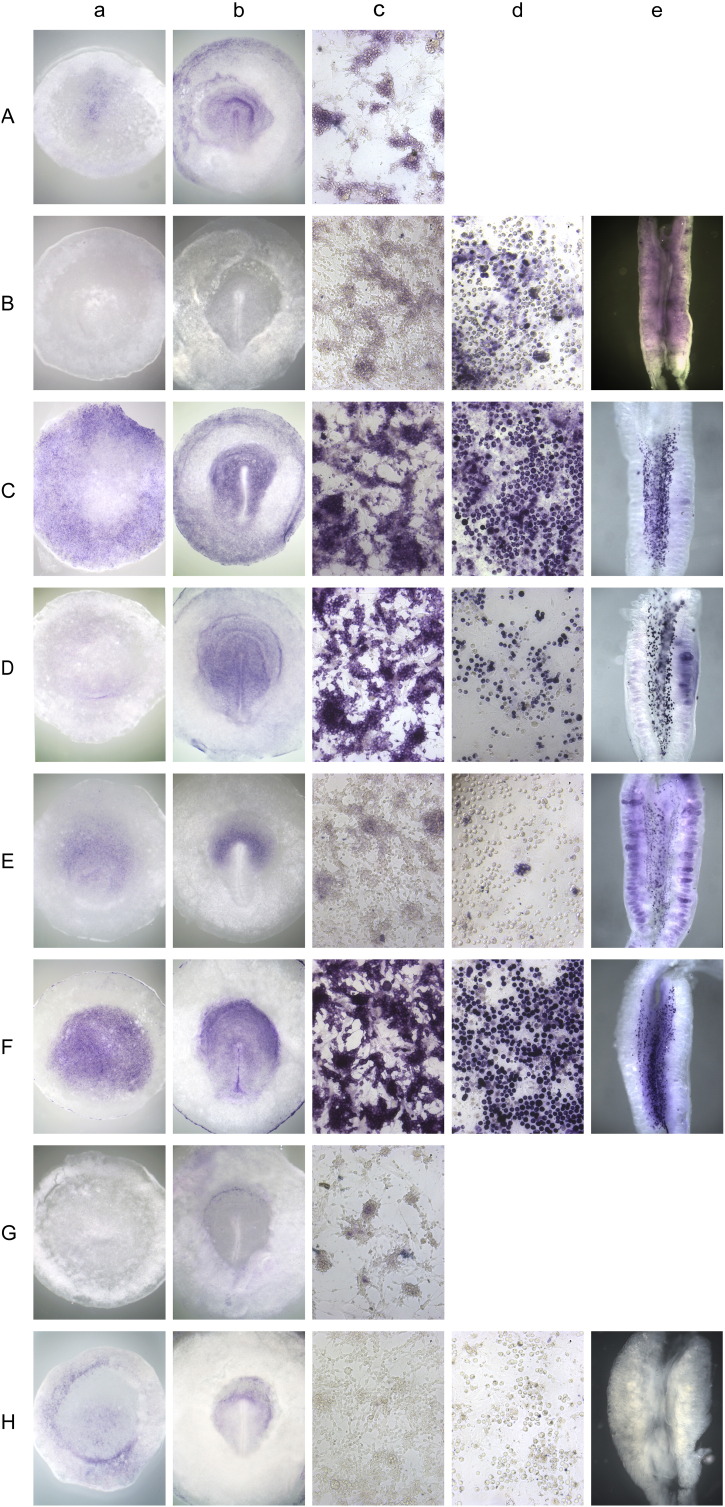 Fig. 6