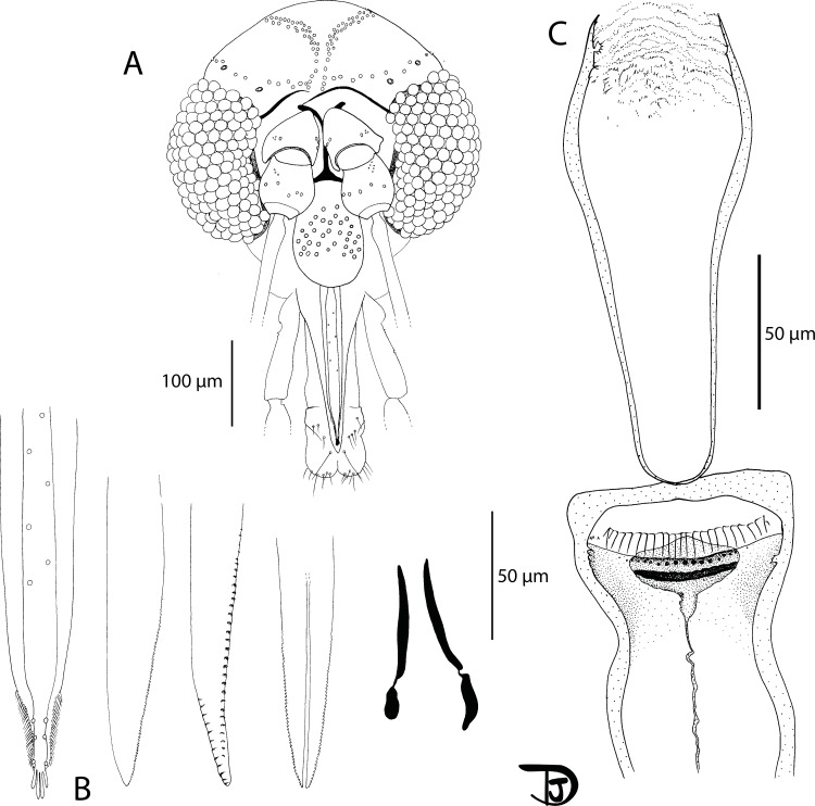 Figure 12