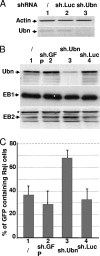 FIG. 5.