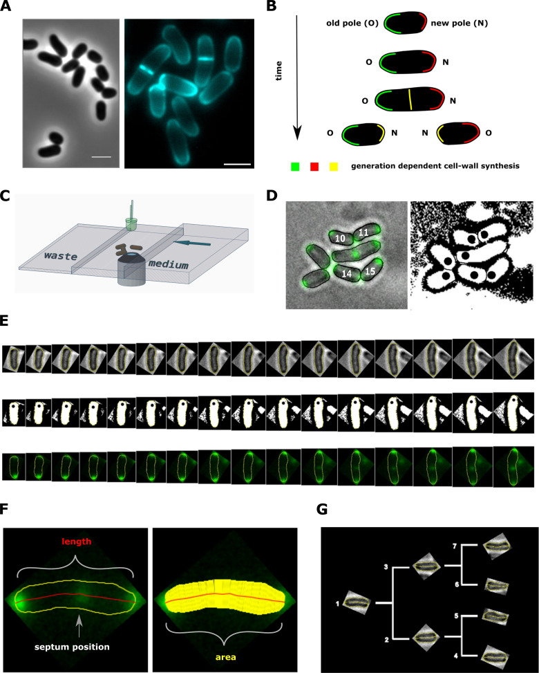 Figure 2.