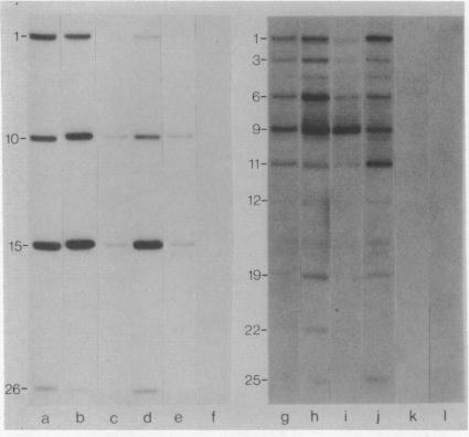 graphic file with name pnas00015-0150-a.jpg