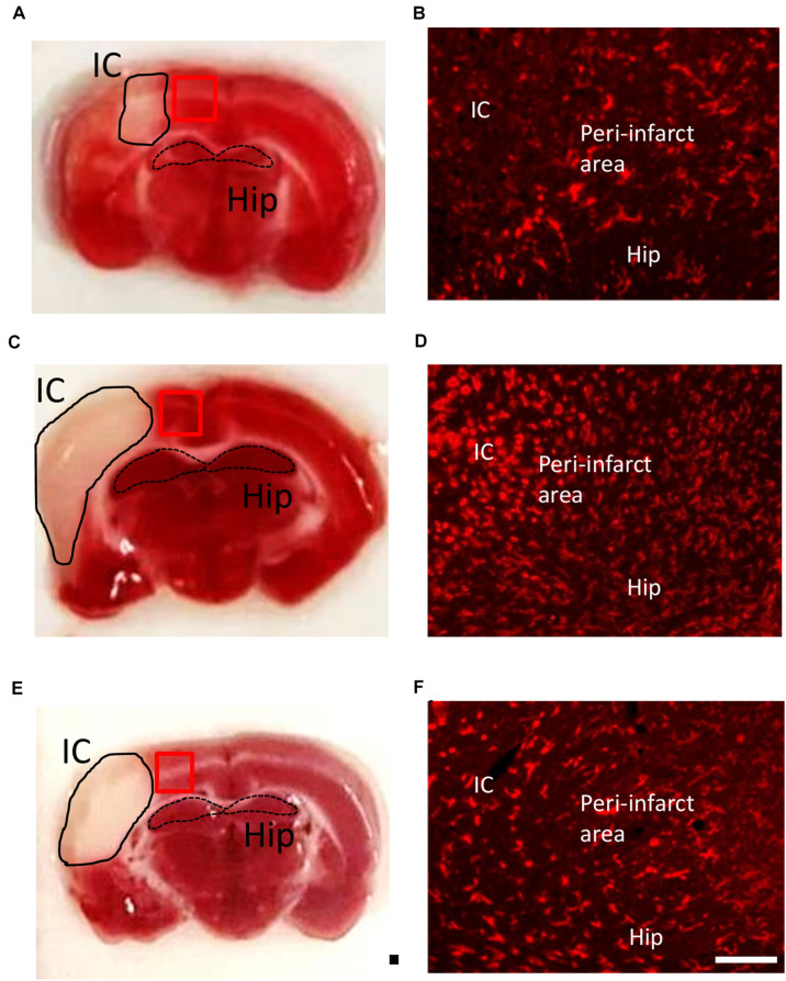 FIGURE 3