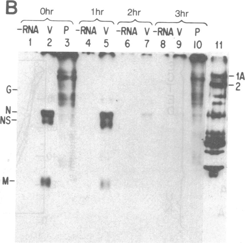 graphic file with name pnas00018-0199-b.jpg