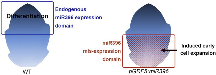 Figure 10.