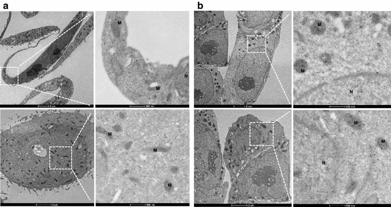 Fig. 6