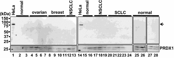 Fig. 9