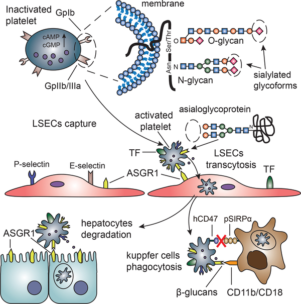 Figure 4: