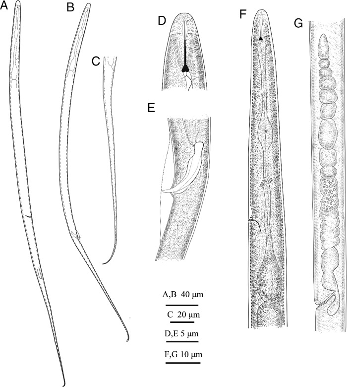 Figure 3: