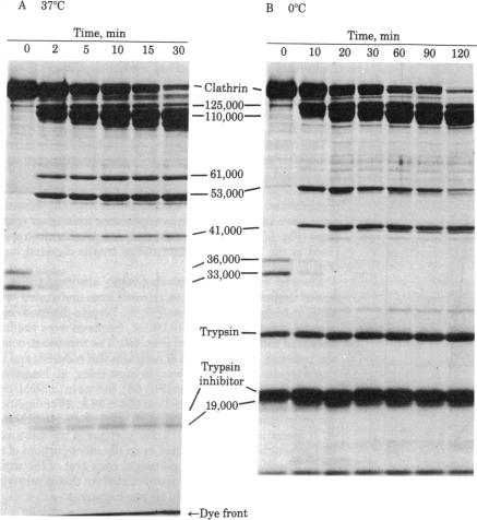 graphic file with name pnas00440-0116-a.jpg