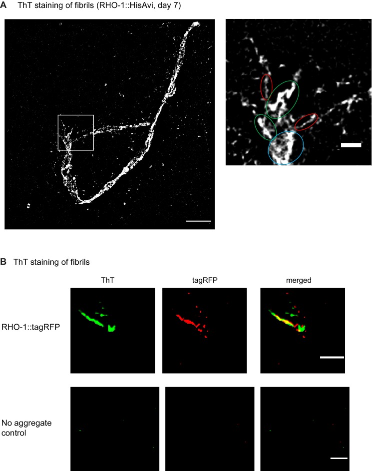 Figure 2—figure supplement 5.