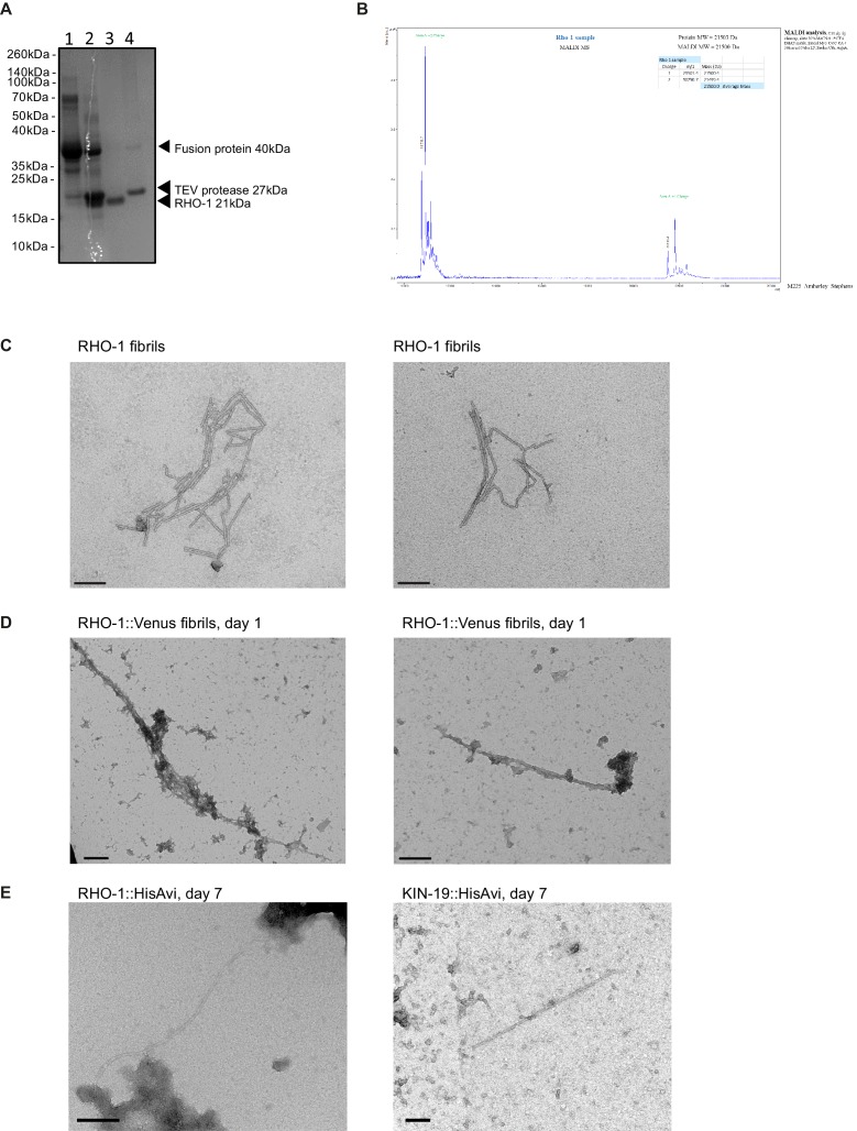 Figure 2—figure supplement 4.