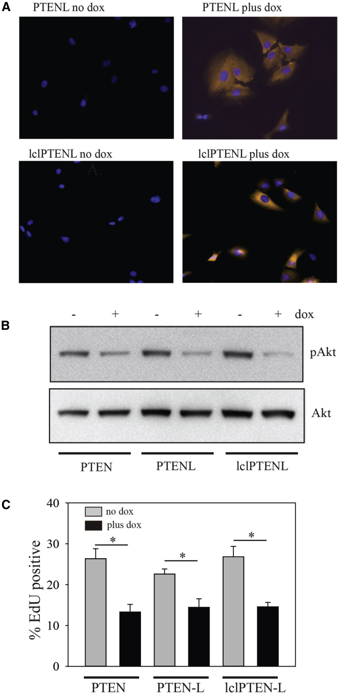 Figure 5